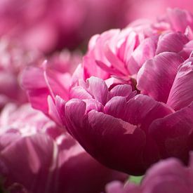 Kleurige Keukenhof  van corrie Soeteman