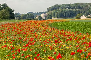 Feldblumenstrauß entlang der Straße zum Château Neercanne von John Kreukniet
