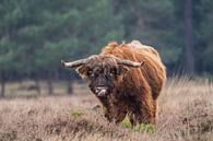 Likkende grote Schotse Hooglander stier van Jeffrey Hol thumbnail