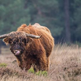 Likkende grote Schotse Hooglander stier van Jeffrey Hol