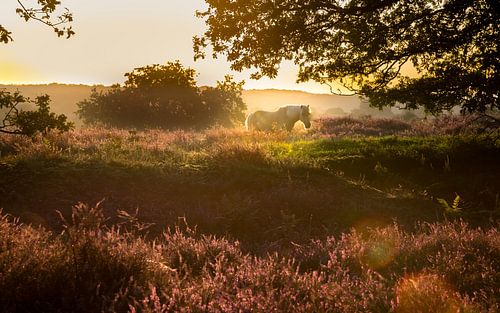 Horse in the Heather