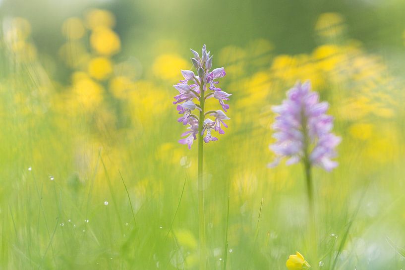 orchis militaris par Francois Debets