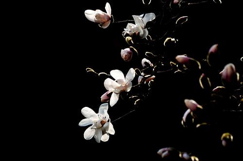 Magnolie