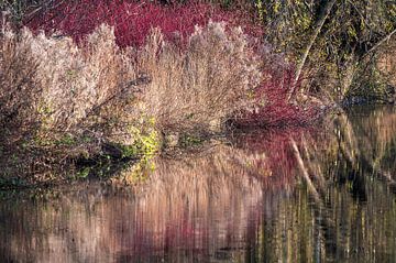 Colourful aquatic plants in autumn by Werner Lerooy