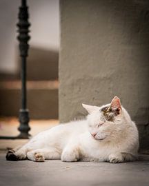 A sleeping street cat by Johan Savelkoul