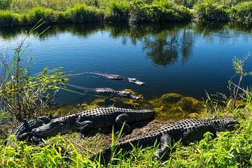 Verenigde Staten, Florida, Kudde alligators genietend van de zon in de Everglades van adventure-photos