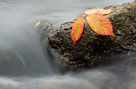 Herbstfarben von Patrick Brouwers Miniaturansicht