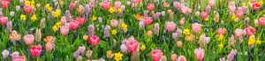 Panorama de la splendeur florale au jardin de fleurs Keukenhof sur Frans Lemmens