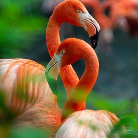 Lachsfarbe Flamingo Avifauna Farbe tropische Vögel Natur Tiere von Doris van Meggelen