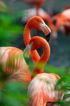 Lachsfarbe Flamingo Avifauna Farbe tropische Vögel Natur Tiere von Doris van Meggelen