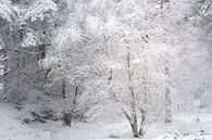 A winter scene. Dwingelderveld, Drenthe. by Ton Drijfhamer thumbnail