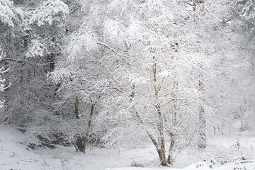 A winter scene. Dwingelderveld, Drenthe. by Ton Drijfhamer