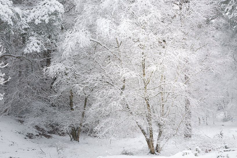 Une scène d'hiver. Dwingelderveld, Drenthe. par Ton Drijfhamer