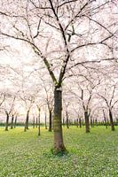 Kirschblüte nach Sonnenaufgang