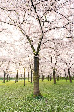 Cherry Blossom after Sunrise