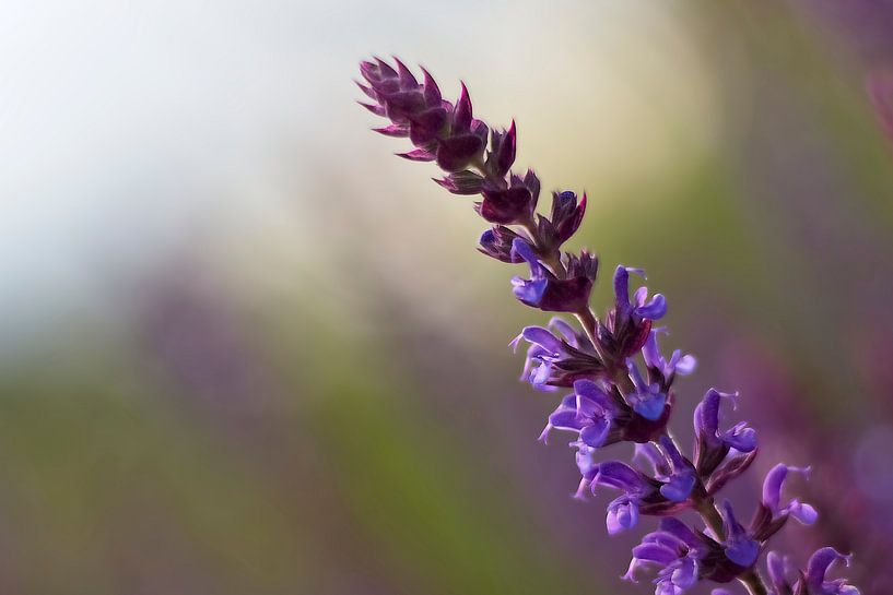 Dat ene takje salie in het hele veld van Angelique Savelberg