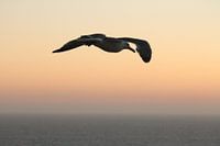 Vogel