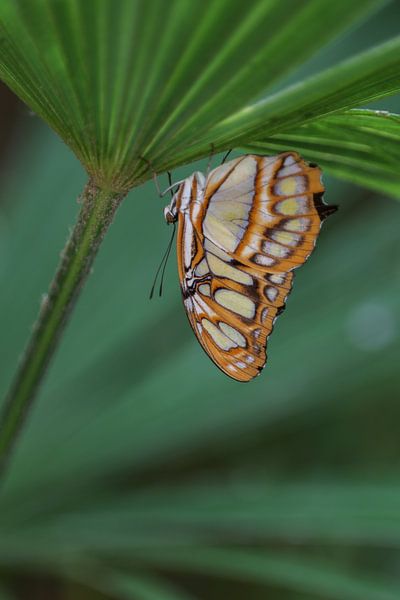 Schmetterling von @Unique