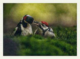 Buntspecht von Gijs te Pas