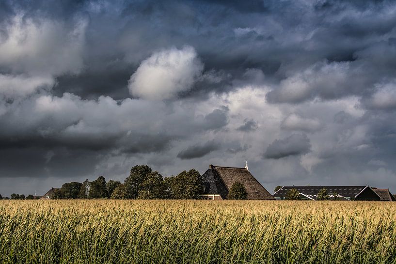 Maisfeld und Bauernhof knapp unter Tzum in Friesland von Harrie Muis
