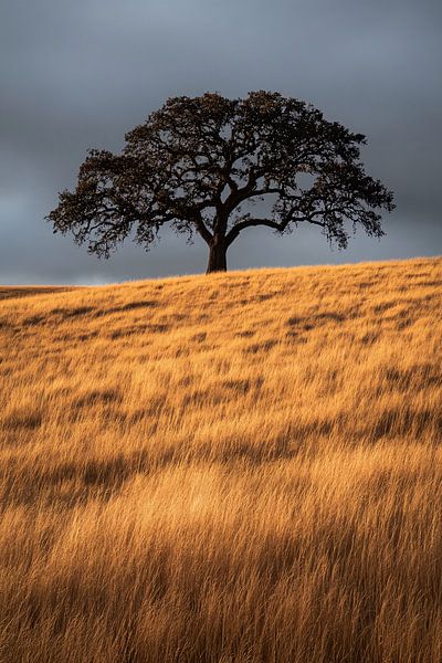 Einsamer Baum auf goldenem Feld von Art & Soul Creations