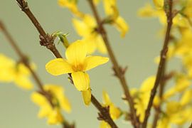 Yellow Easter flowers in a vase by nele huyck