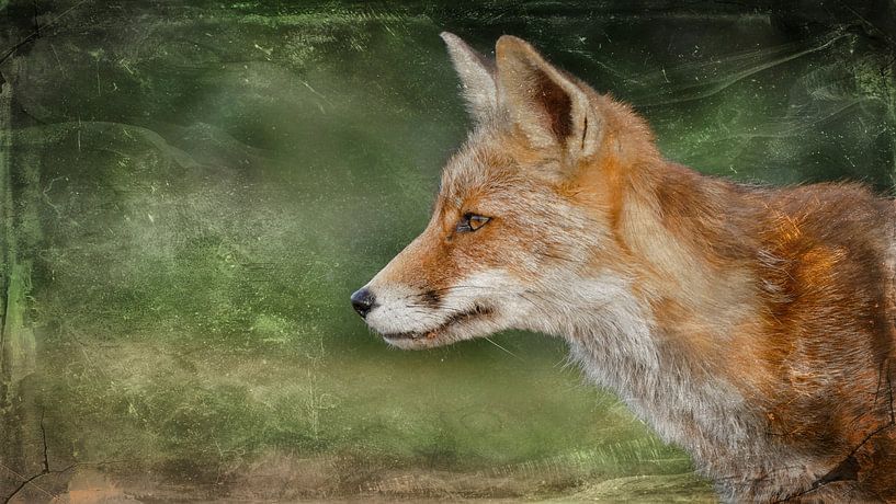 Fox in the dunes by Carla van Zomeren