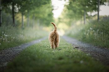 Wiebel kontje van een golden doodle puppy / op een zonnige dag / op een wandelpad tussen de bomen