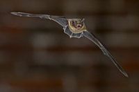 Chauve-souris naine en vol