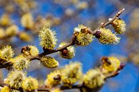 Drukke honingbijen oogsten de nectar