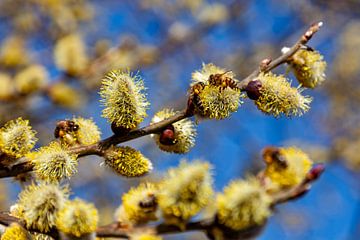 Fleißige Honigbienen ernten den Nektar von resuimages