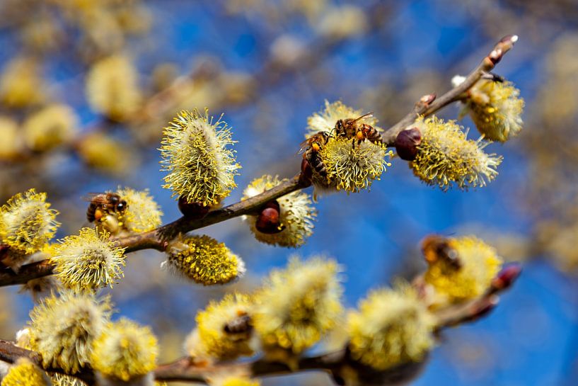 Busy honey bees harvest the nectar by resuimages