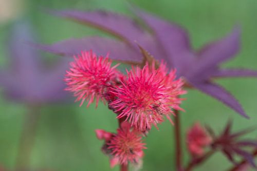 een gebloemd kleurpallet van rood paars op het doek