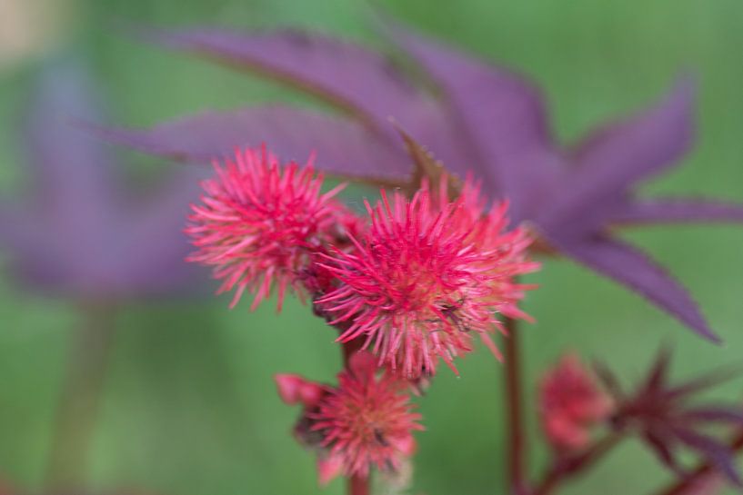 a floral colour palette of red purple on canvas by wil spijker