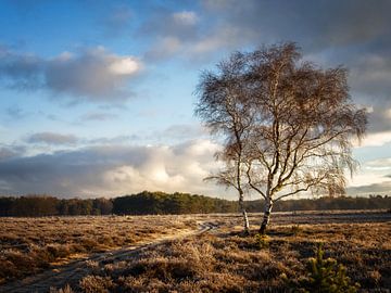 Westerheide Hilversum van Pascal Raymond Dorland