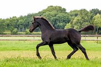 Friesian colt foal