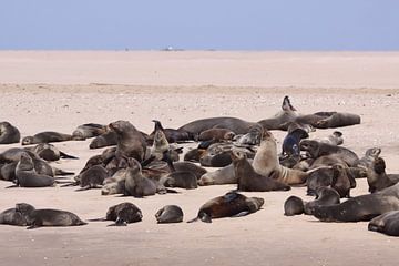 phoques sur la baie des baleines sur Henk Langerak