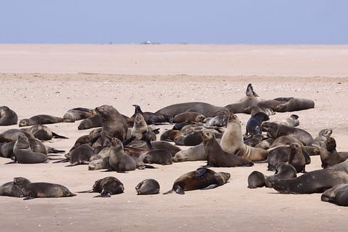 zeehonden op walvis Bay