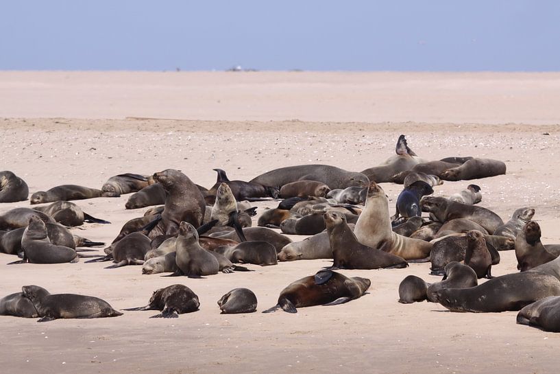 seals on Whale Bay by Henk Langerak
