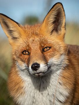 Porträt eines Fuchses von Kayleigh Heppener