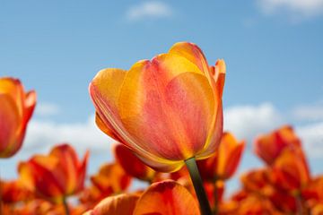 tulp oranje rood geel van Henriette Tischler van Sleen