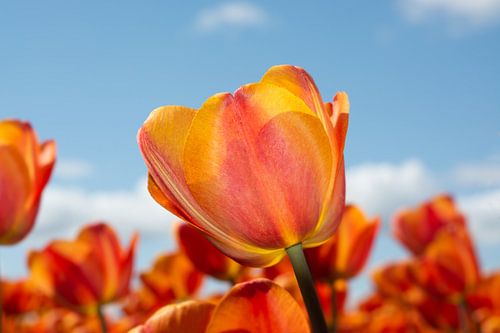 tulip orange red yellow