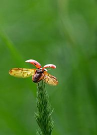Départ sur Pixel4ormer