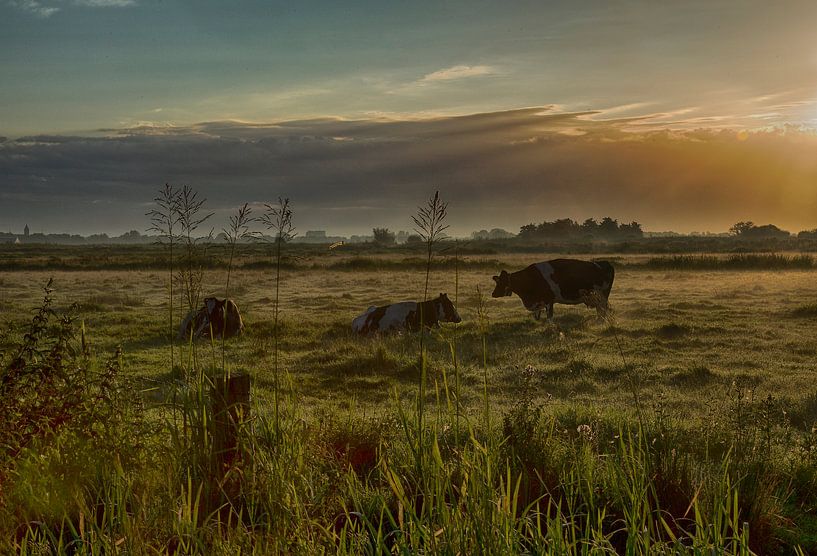 pasture cows by John Smits