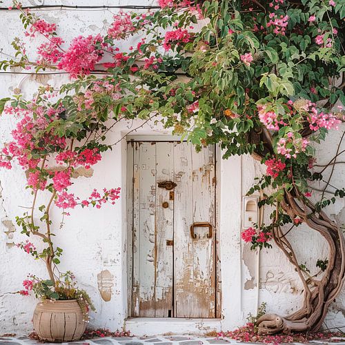 Under the Bougainvillea