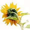 ZONNEBLOEM van Yvonne Blokland