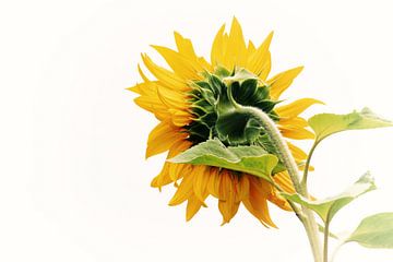 SUNFLOWER von Yvonne Blokland