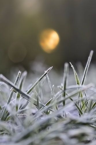 Bevroren gras