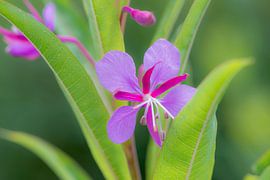 Willow Rose by Ans Bastiaanssen