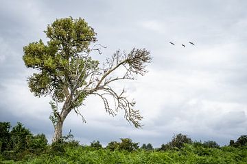 Boom en voorbijvliegende ganzen van Jack Tummers